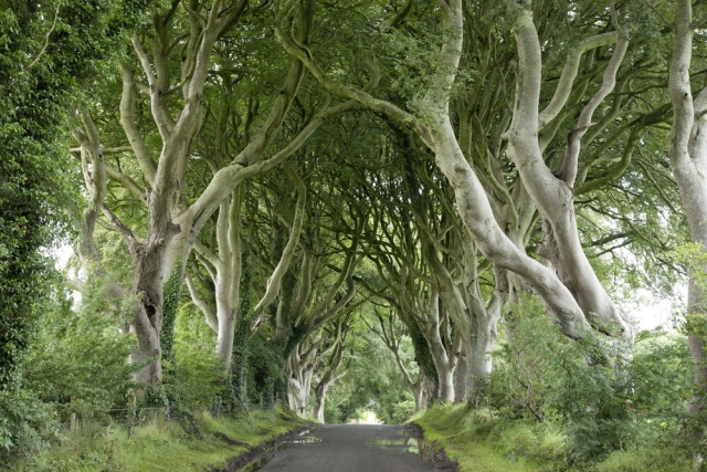 Irish avenue of trees