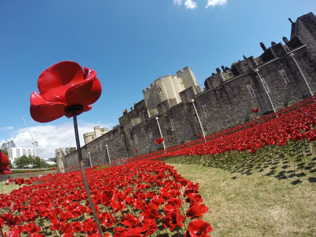 28 July GoPro poppies (c) John Shevlin