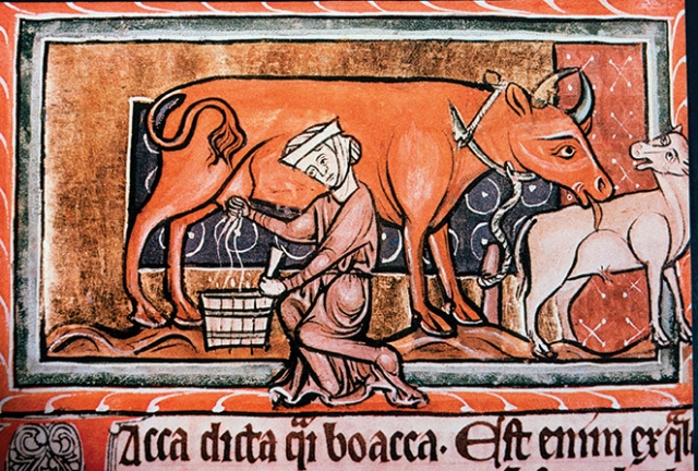 Peasant Woman Milking a Cow, England, Illustration, 13th century (Glasshouse Images / Alamy Stock Photo)