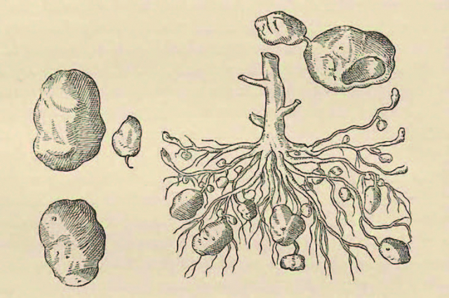 Carolus Clusius's botanical illustration of ‘Papas Peruanorum’ (the potato of the Peruvians), Rariorum plantarum historia, 1601