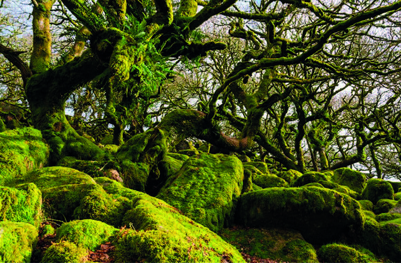 How including histories of trees can connect the past with the present ...