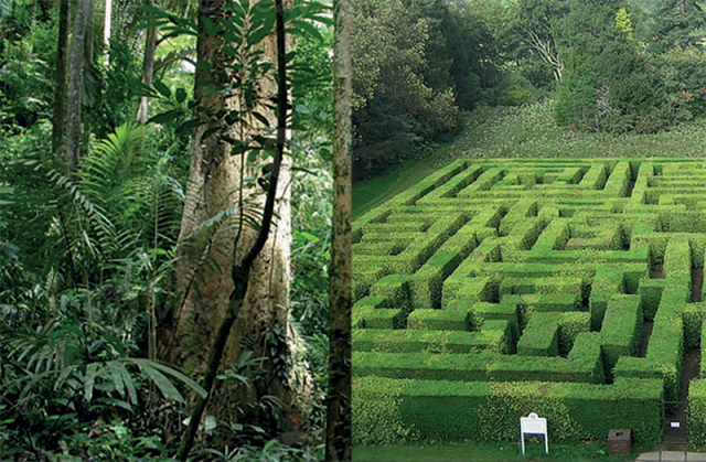 A jungle and a maze