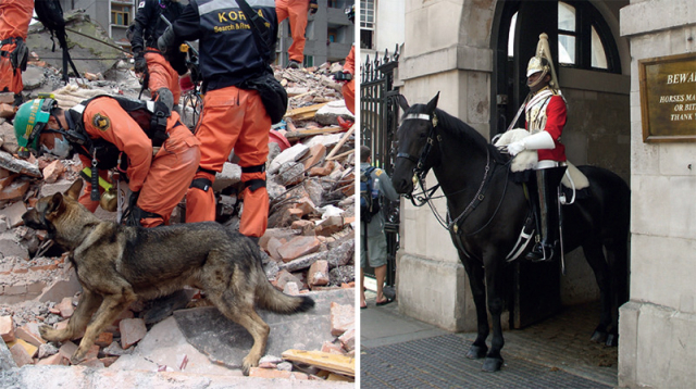 Working animals